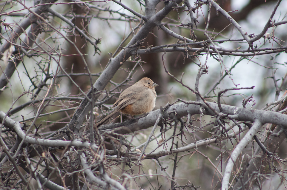 Canyon Towhee - ML91224041