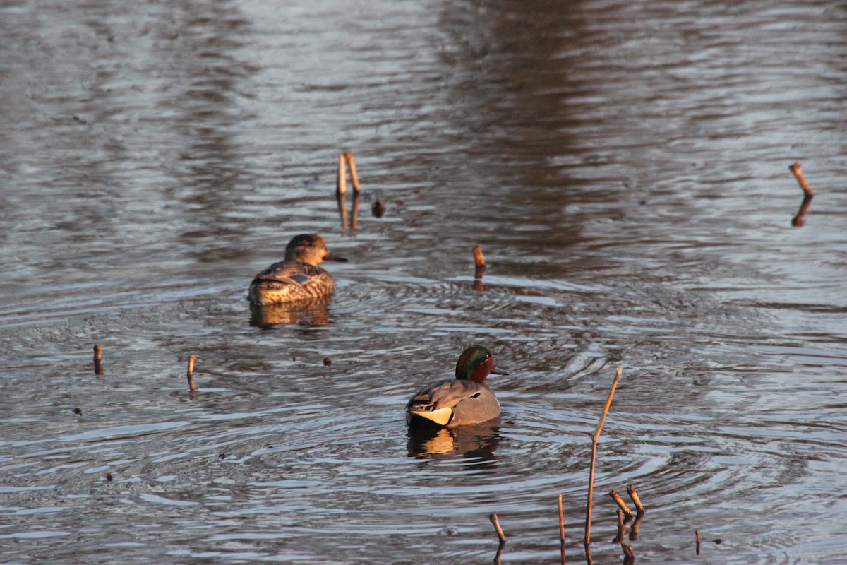 Green-winged Teal - ML91224261