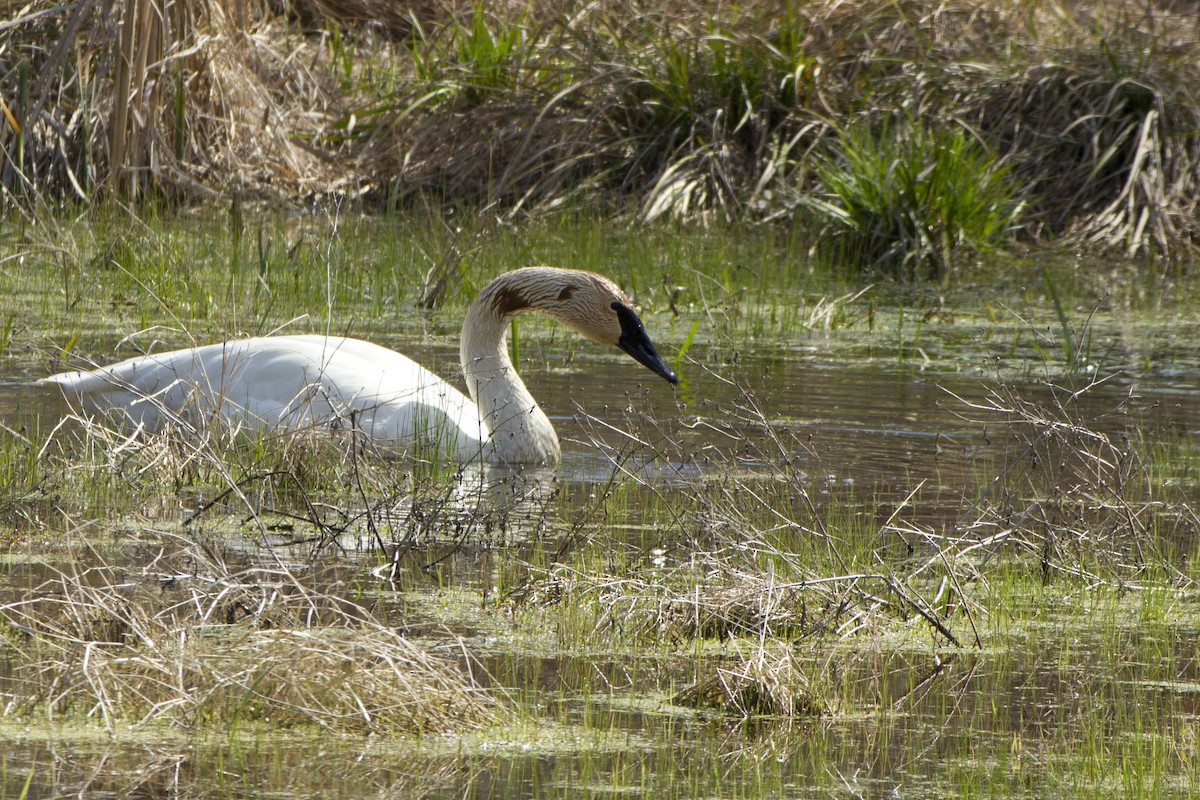 Trumpeter Swan - ML91225111