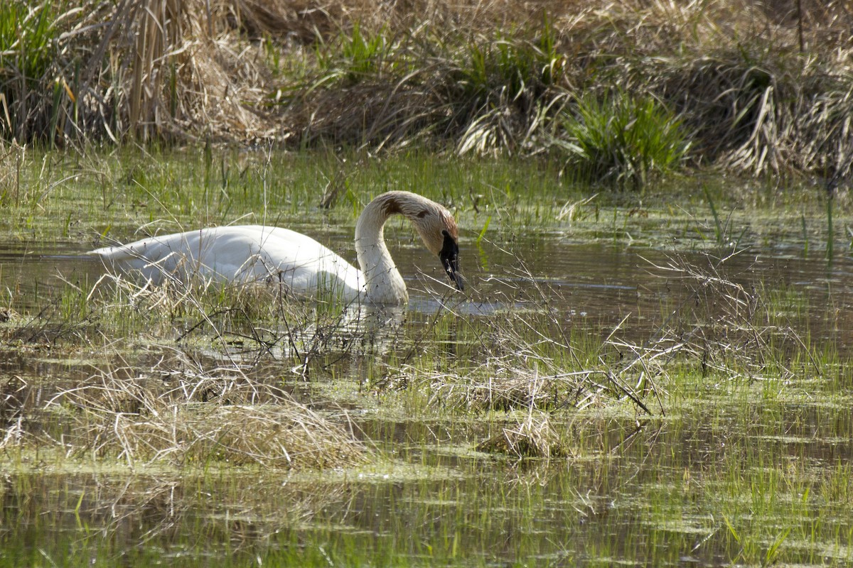 Trumpeter Swan - ML91225131