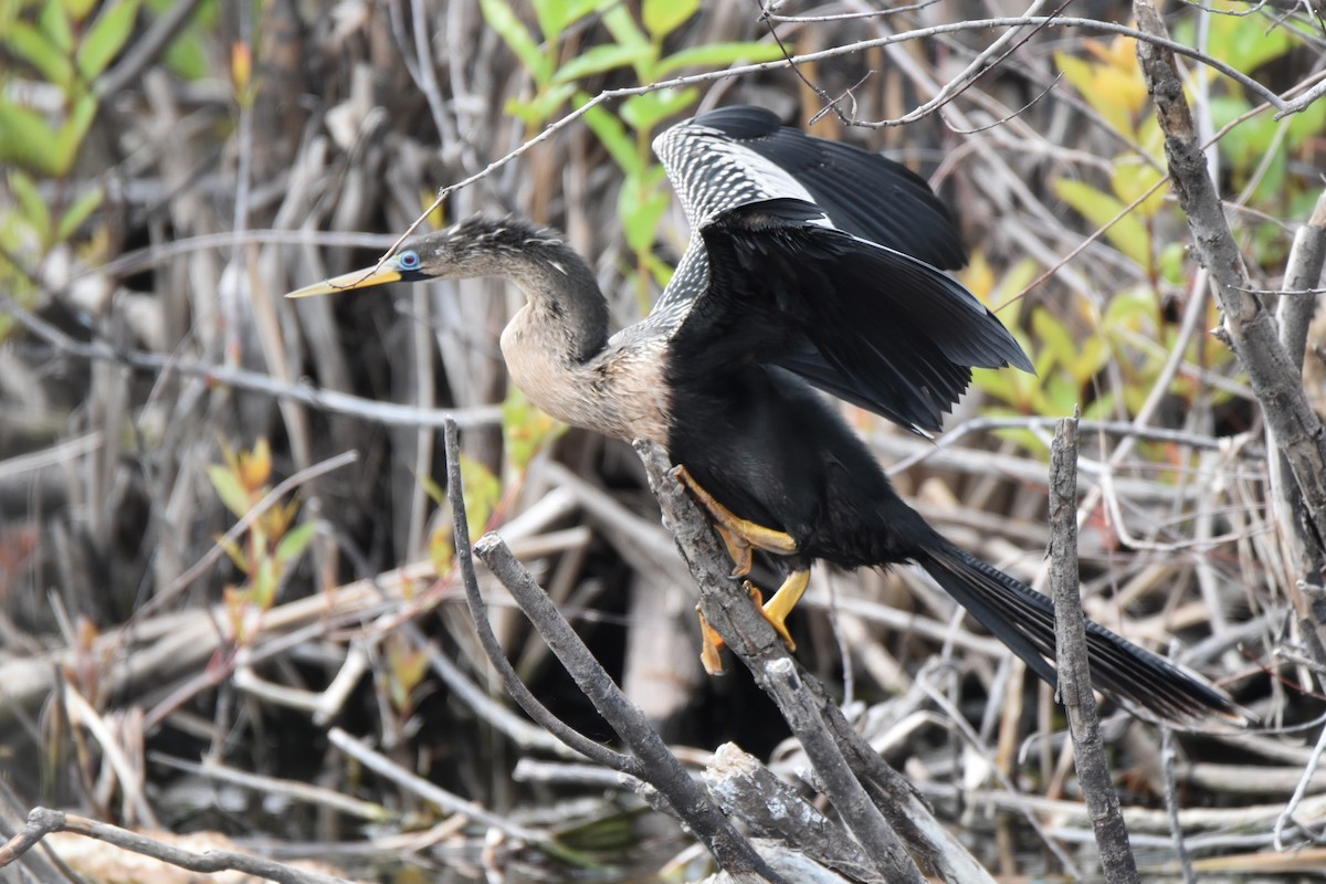 Anhinga d'Amérique - ML91227061