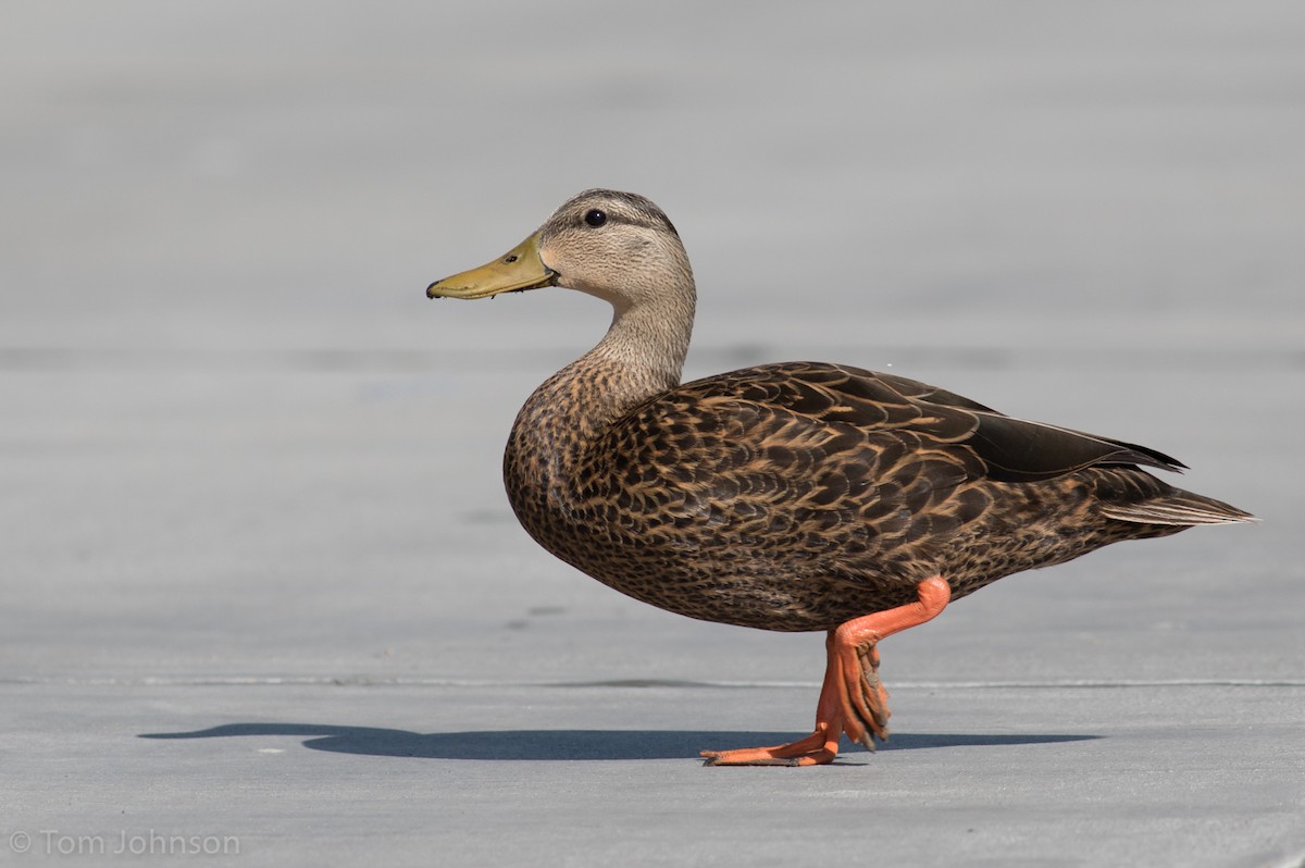 Mottled Duck - ML91227231