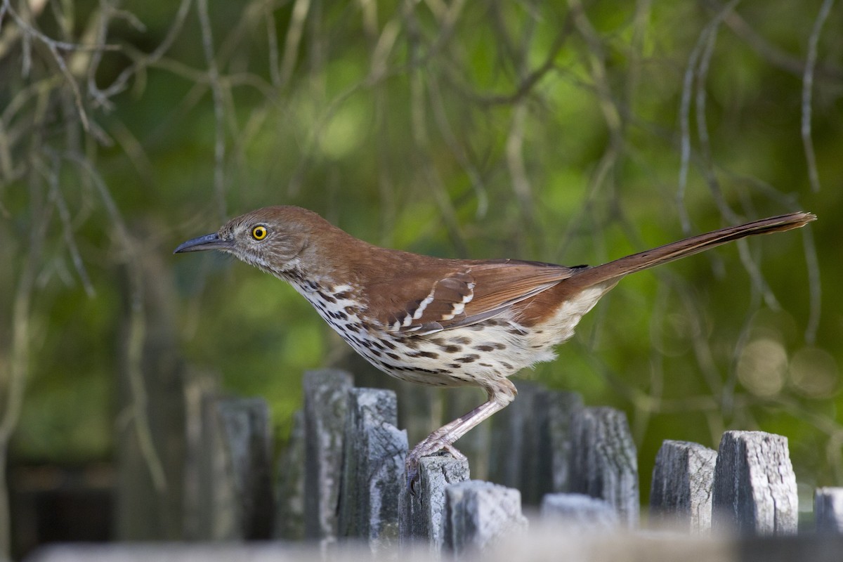 Brown Thrasher - ML91227241