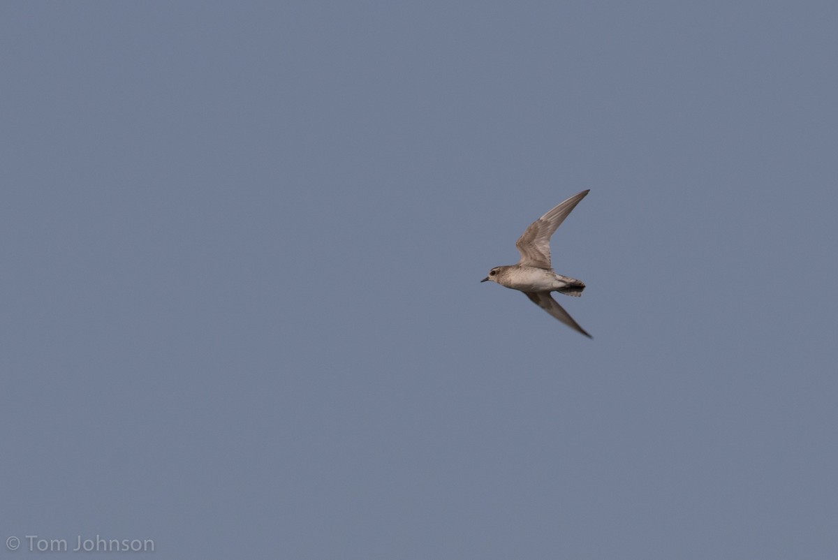 American Golden-Plover - Tom Johnson