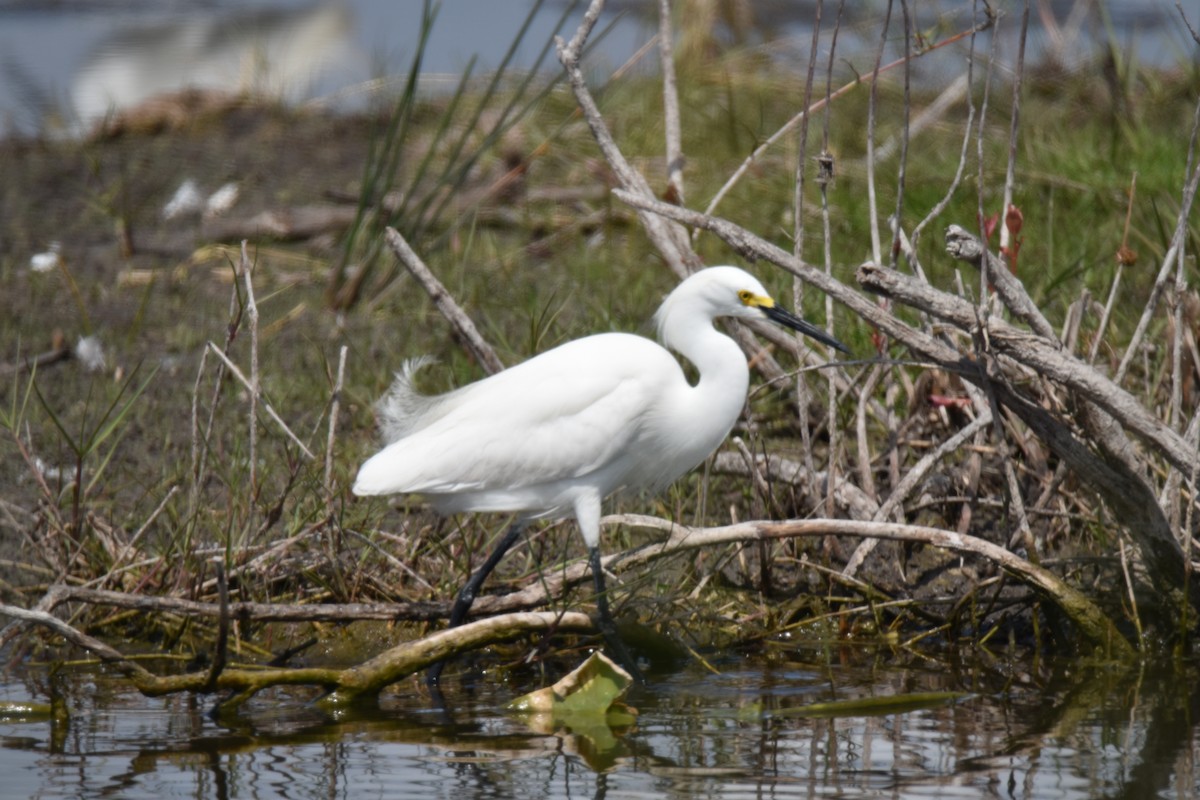 Snowy Egret - ML91227521