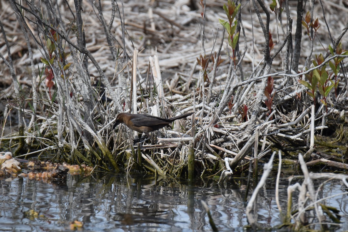 Boat-tailed Grackle - ML91227711