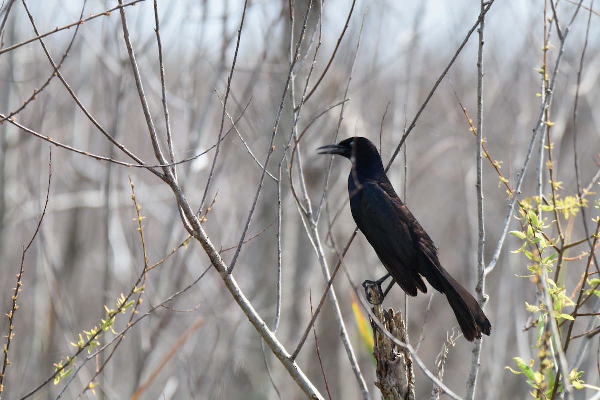 Boat-tailed Grackle - Thomas Perchalski