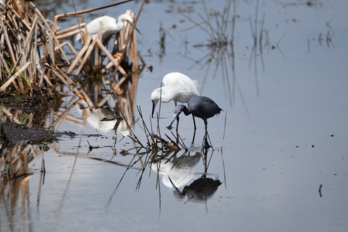 Aigrette bleue - ML91228071