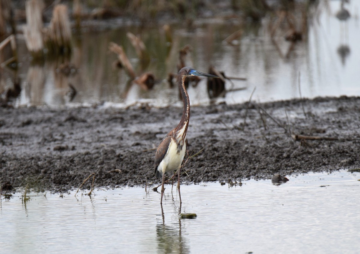 Tricolored Heron - ML91228221