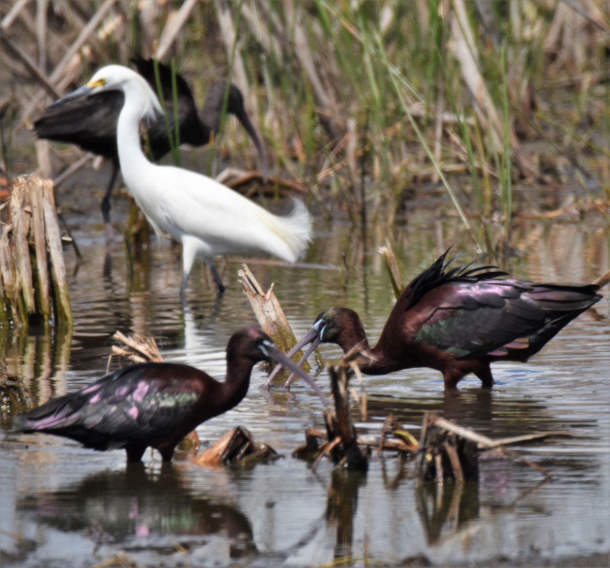 Ibis falcinelle - ML91228301