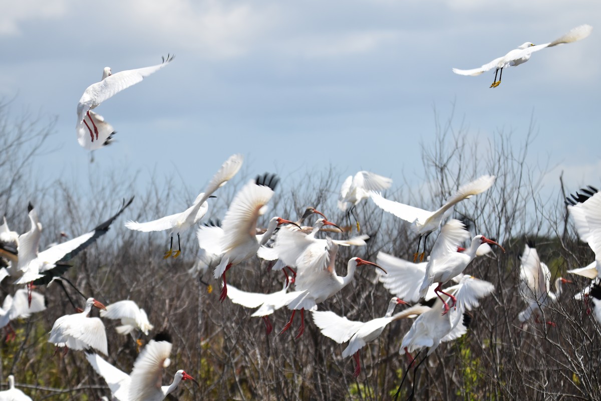 White Ibis - ML91228741