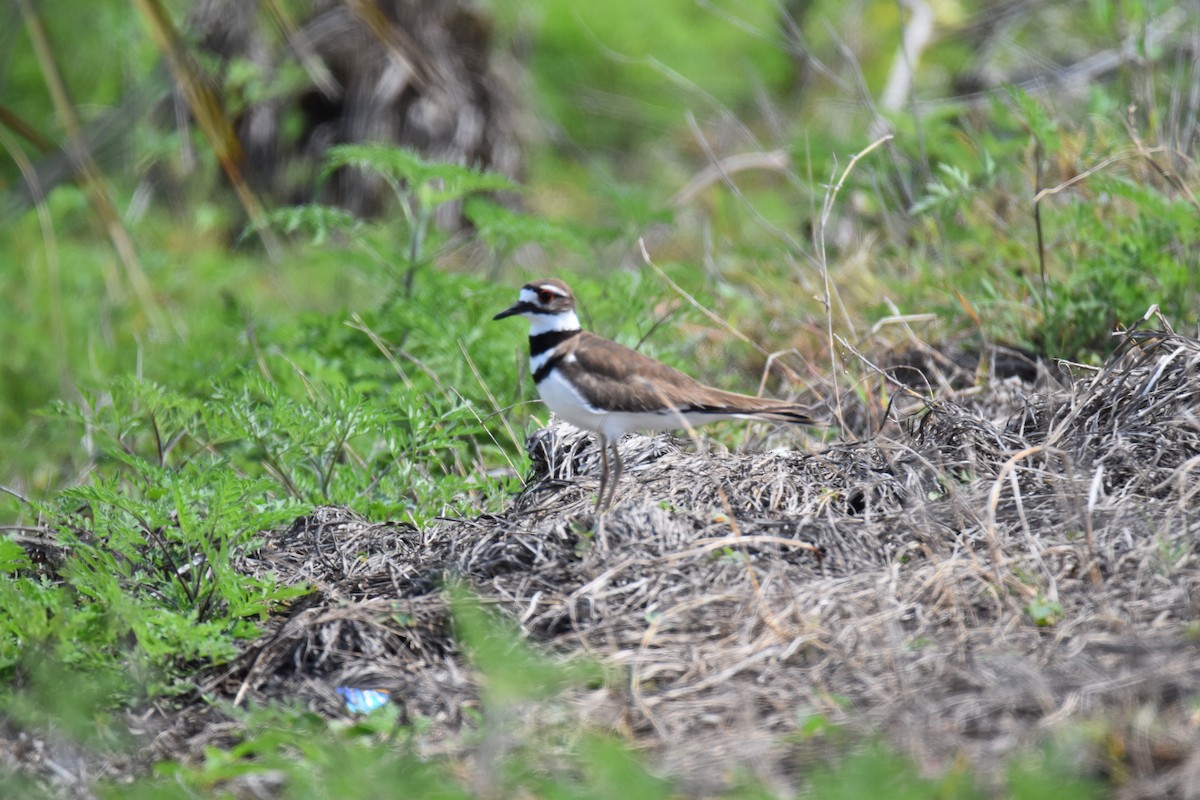 Killdeer - Thomas Perchalski