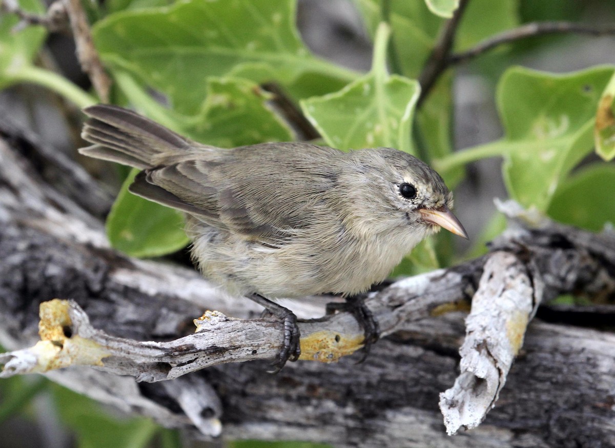 ML91229511 - Gray Warbler-Finch - Macaulay Library