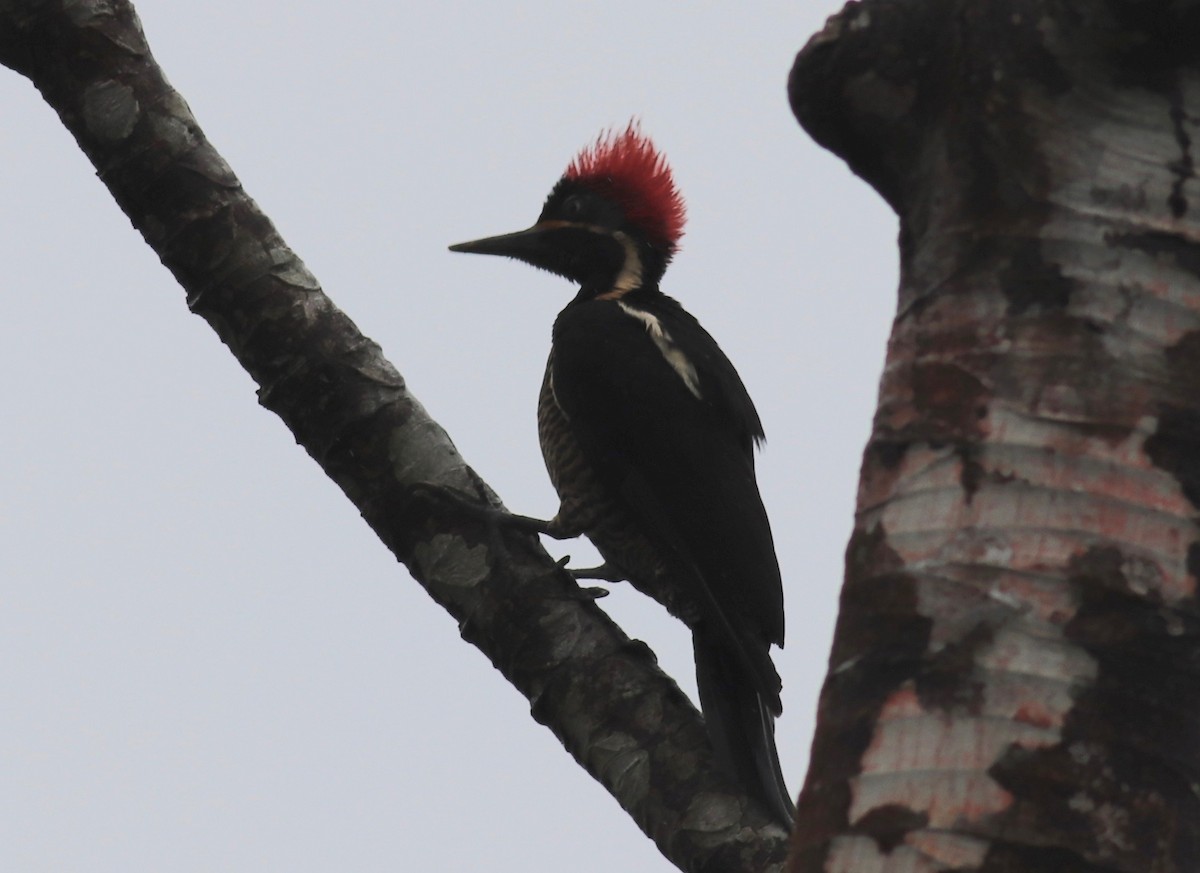 Lineated Woodpecker - Charlie   Nims
