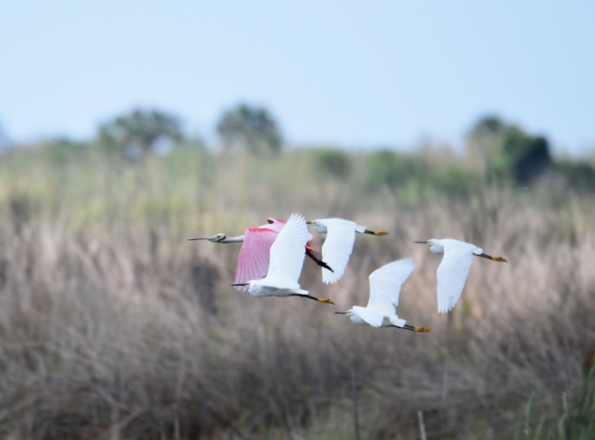 Roseate Spoonbill - ML91230141