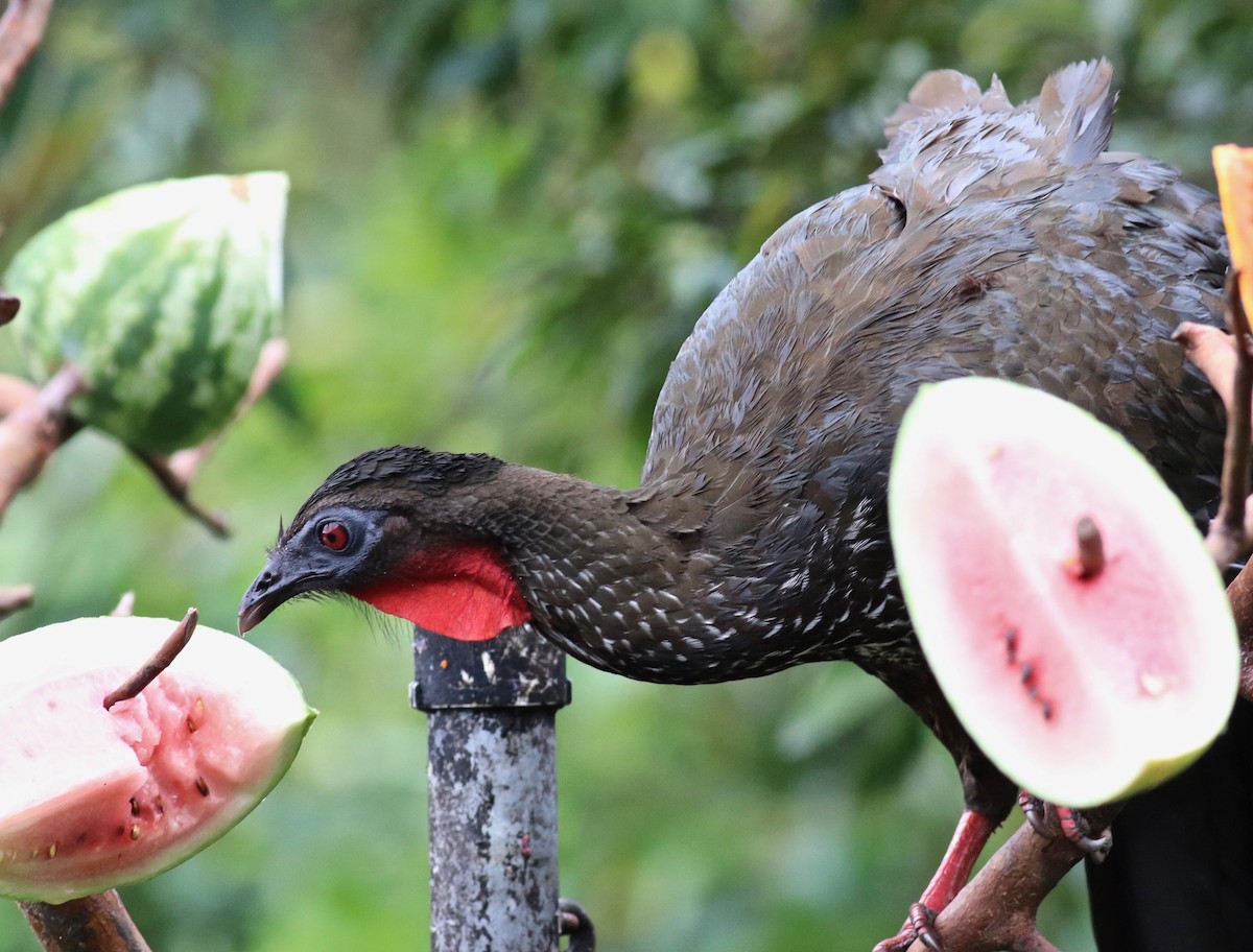 Crested Guan - Charlie   Nims