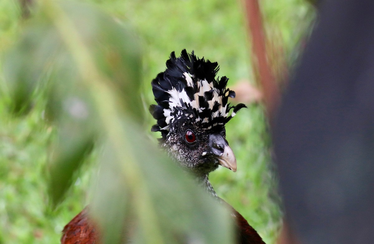 Great Curassow - Charlie   Nims