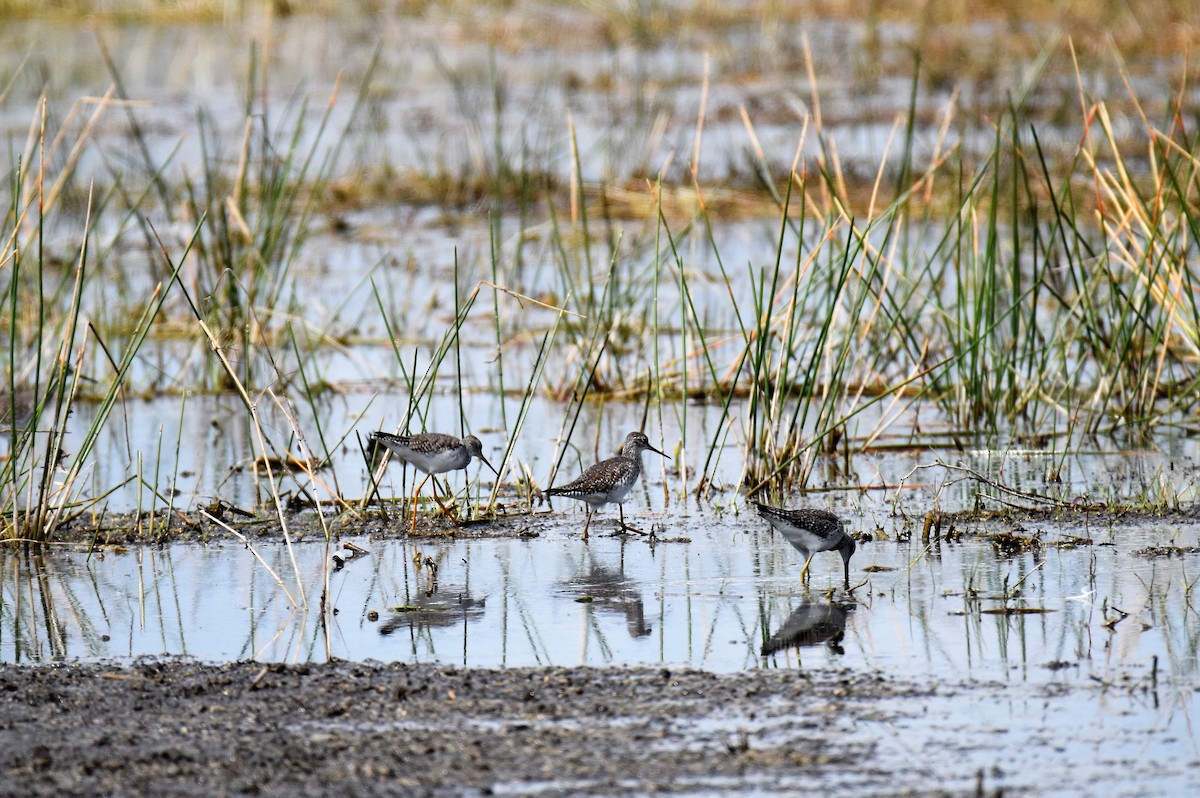 Greater Yellowlegs - Thomas Perchalski