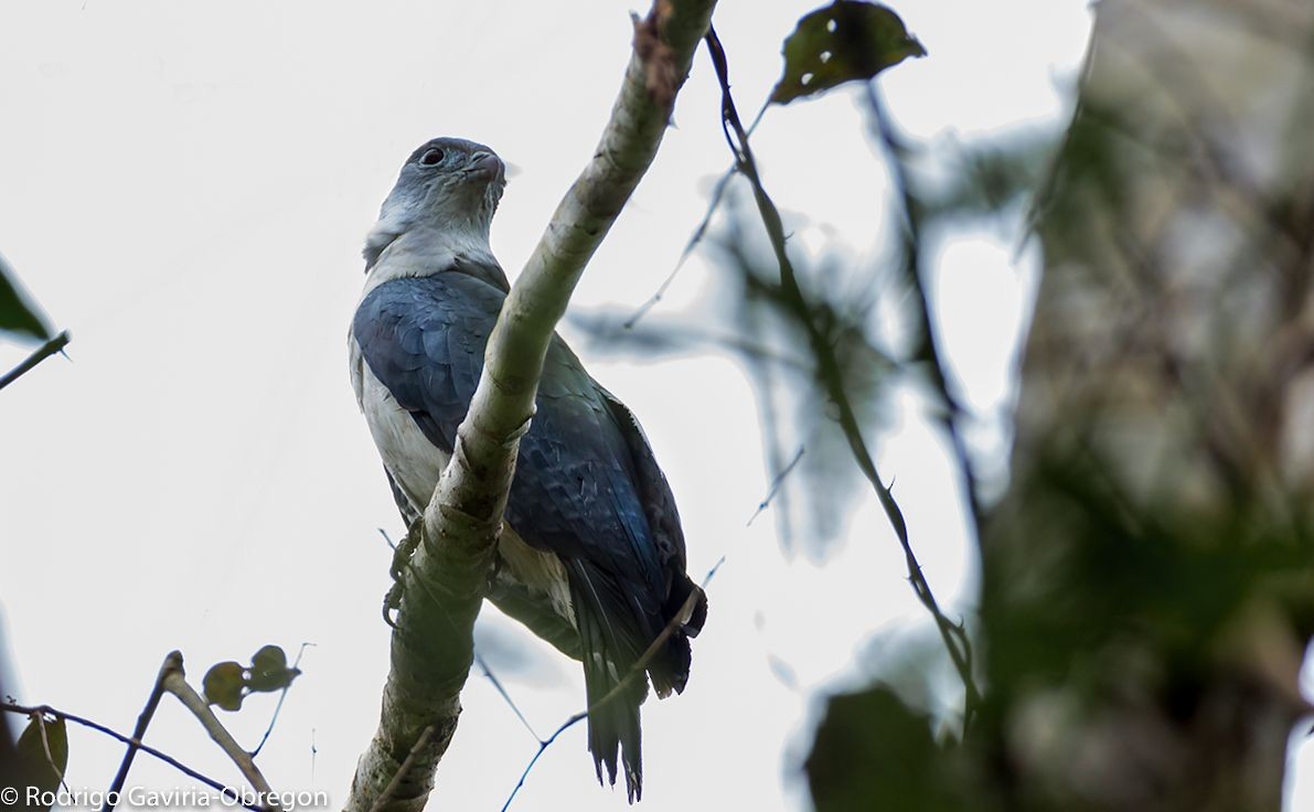 Gray-headed Kite - ML91232611