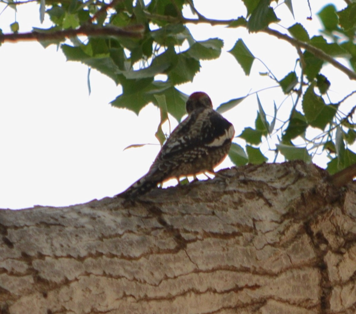 Red-naped Sapsucker - Margaret Merar