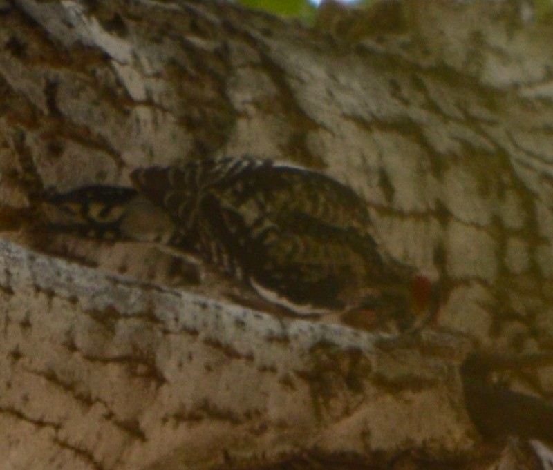 Red-naped Sapsucker - Margaret Merar