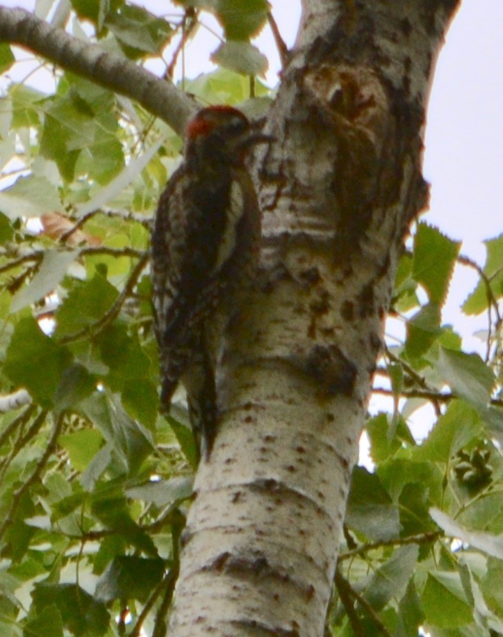 Red-naped Sapsucker - Margaret Merar