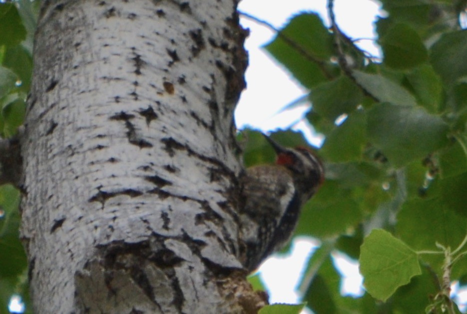 Red-naped Sapsucker - ML91234841