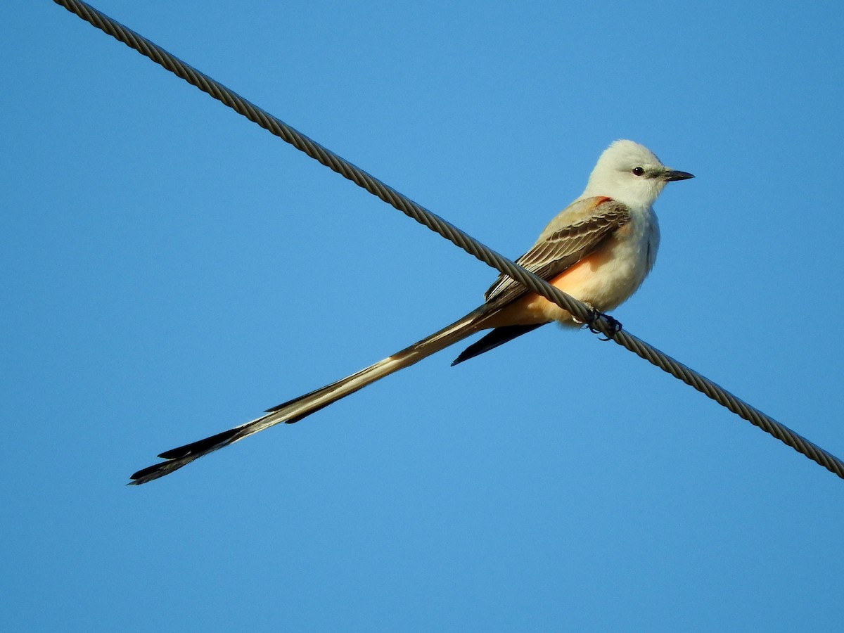 Scissor-tailed Flycatcher - ML91235901