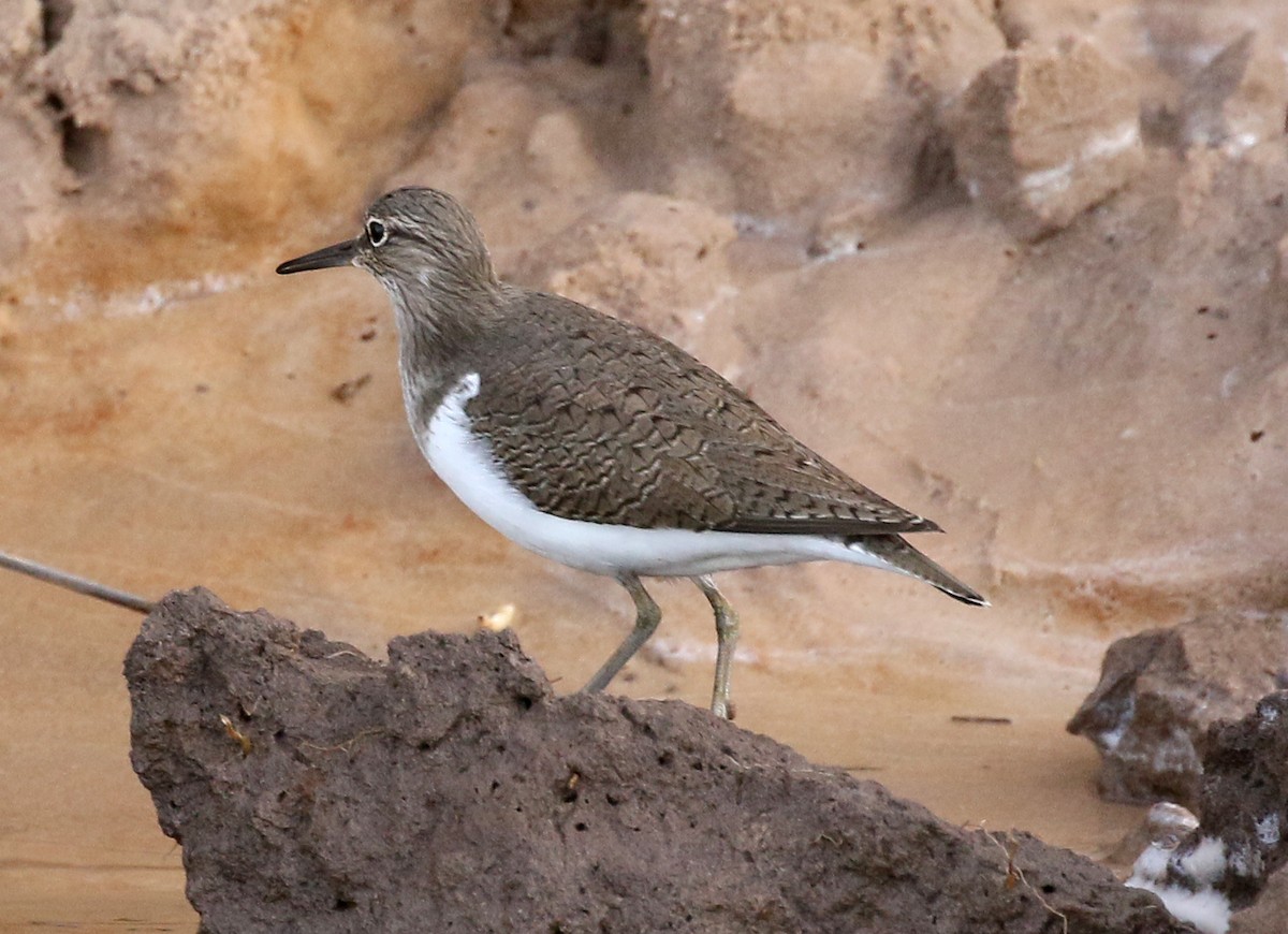 Common Sandpiper - ML91235921