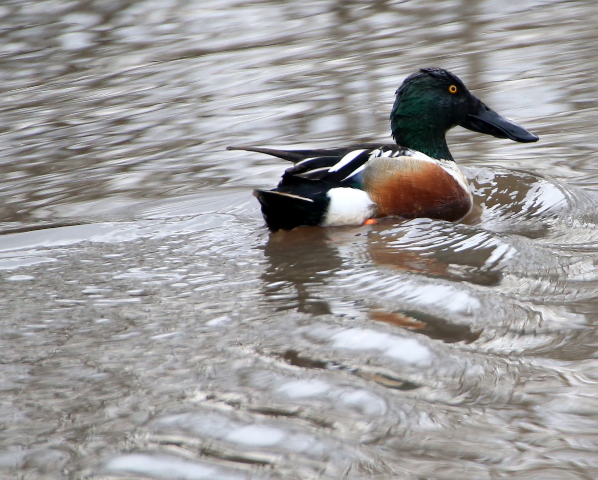 Northern Shoveler - ML91236581