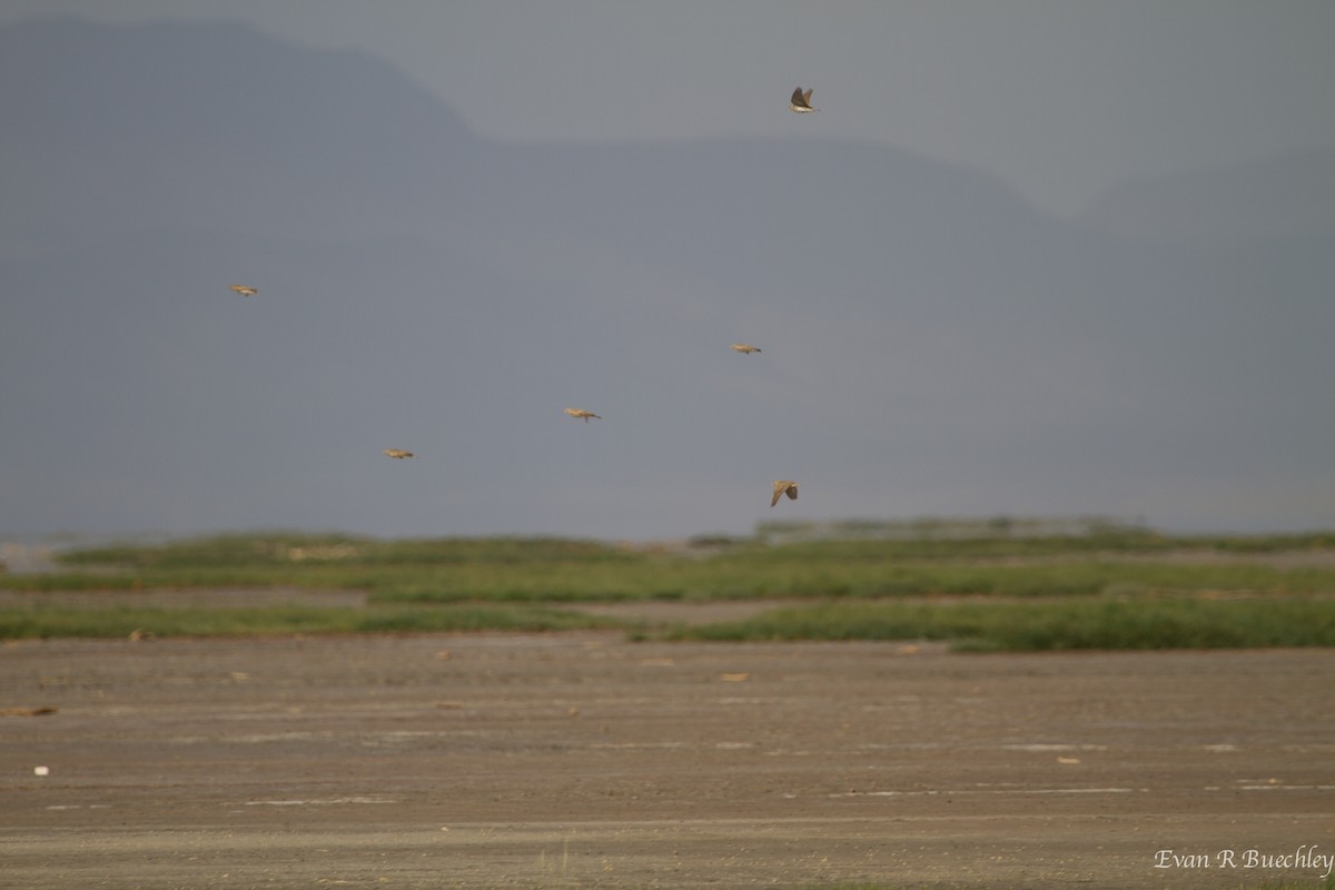 Greater Short-toed Lark - Evan Buechley