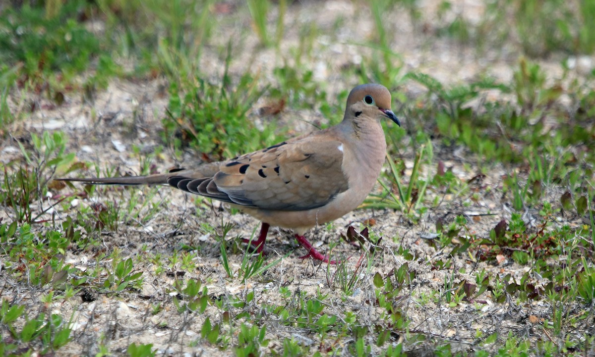 Mourning Dove - ML91236881