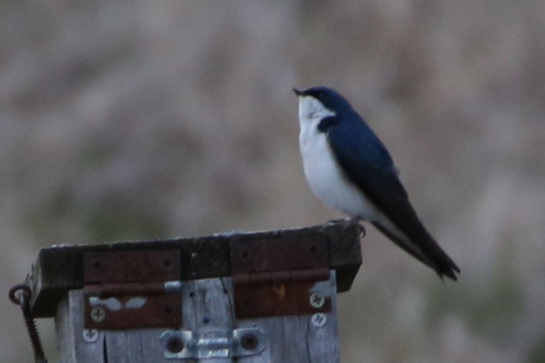 Tree Swallow - ML91238251