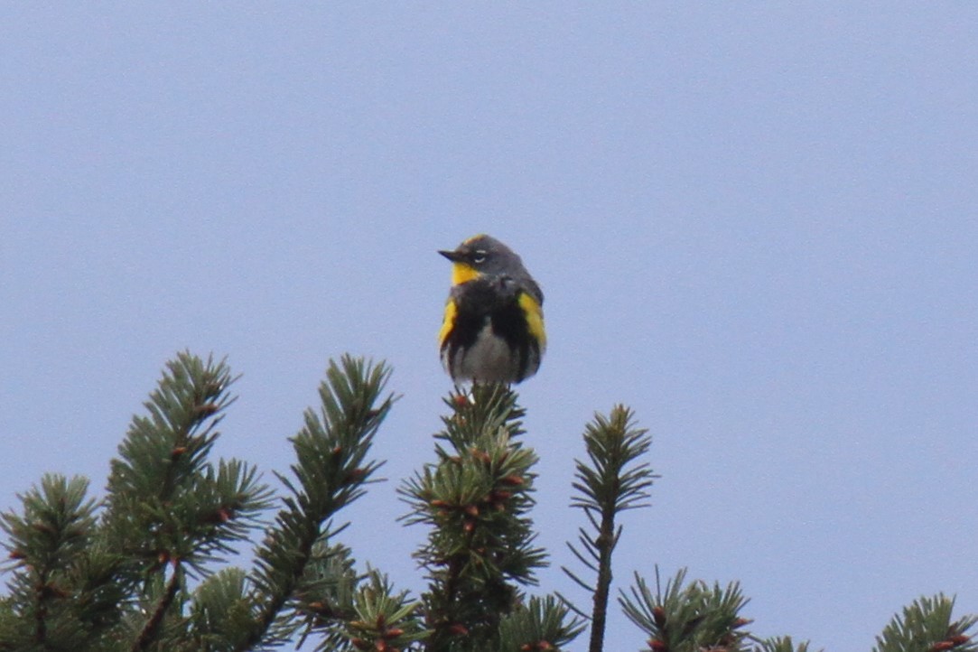 Yellow-rumped Warbler - Daniel Donnecke