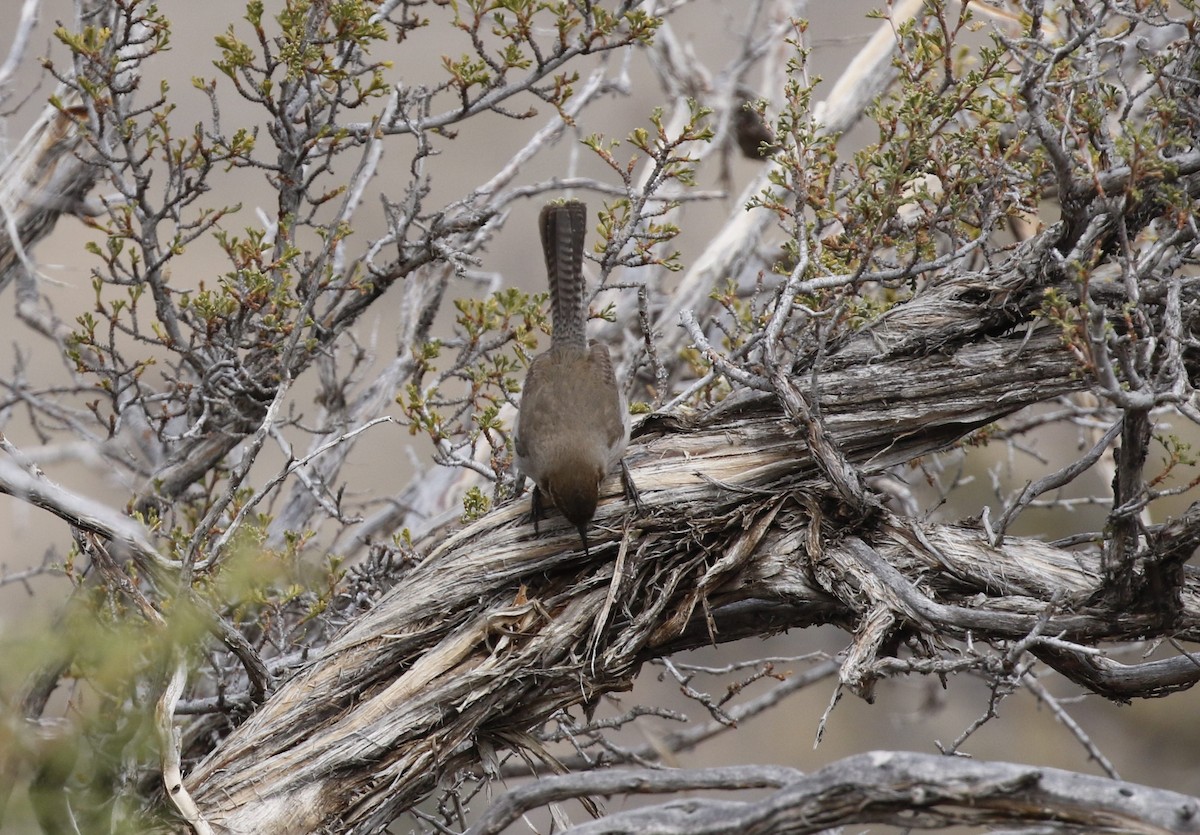 Bewick's Wren - ML91240401