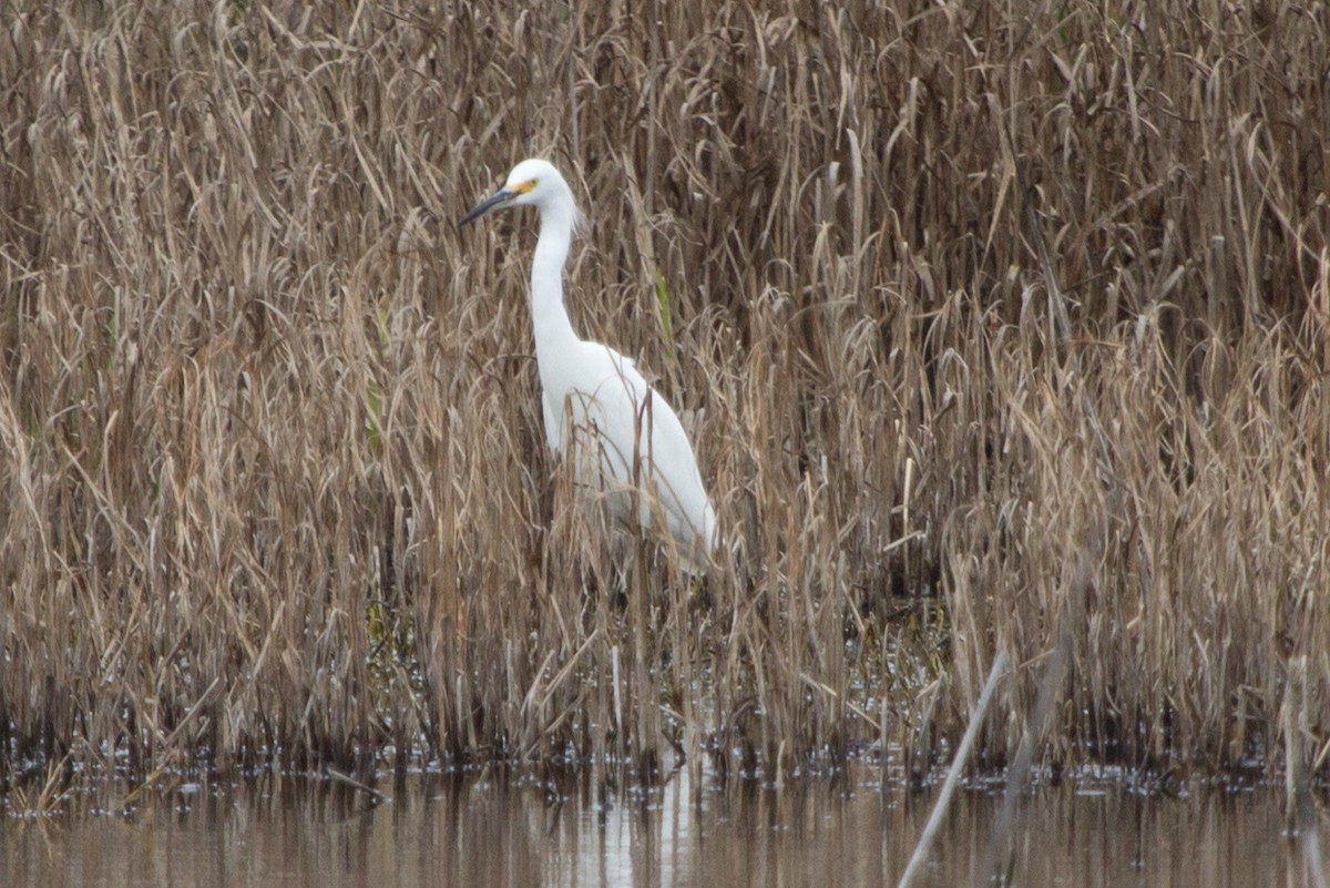 Snowy Egret - Lindy Fung