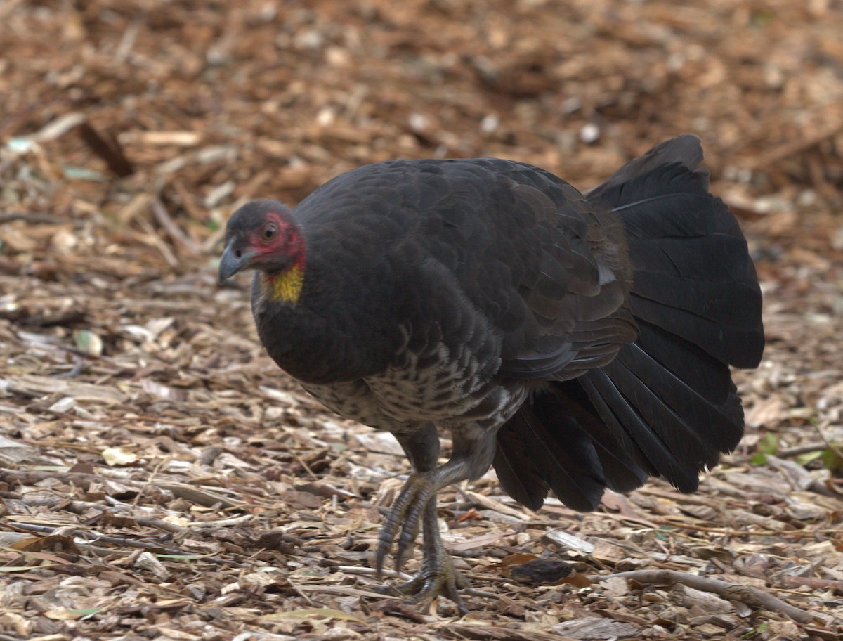 Australian Brushturkey - ML91246121