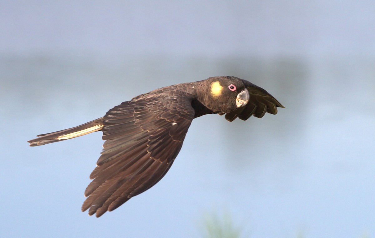 Yellow-tailed Black-Cockatoo - ML91246801