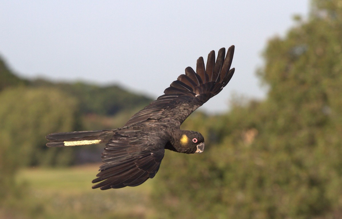 Yellow-tailed Black-Cockatoo - Corey Callaghan