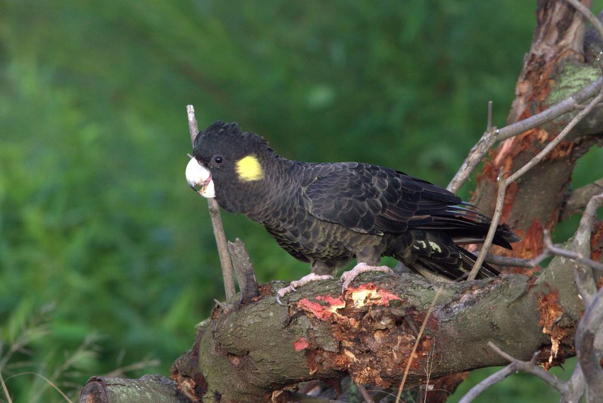 Yellow-tailed Black-Cockatoo - Corey Callaghan