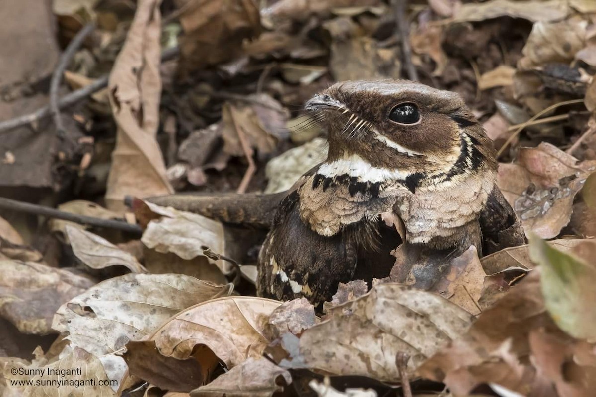 Jerdon's Nightjar - ML91248091