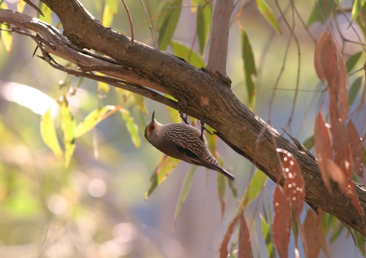 Red-browed Treecreeper - ML91249591