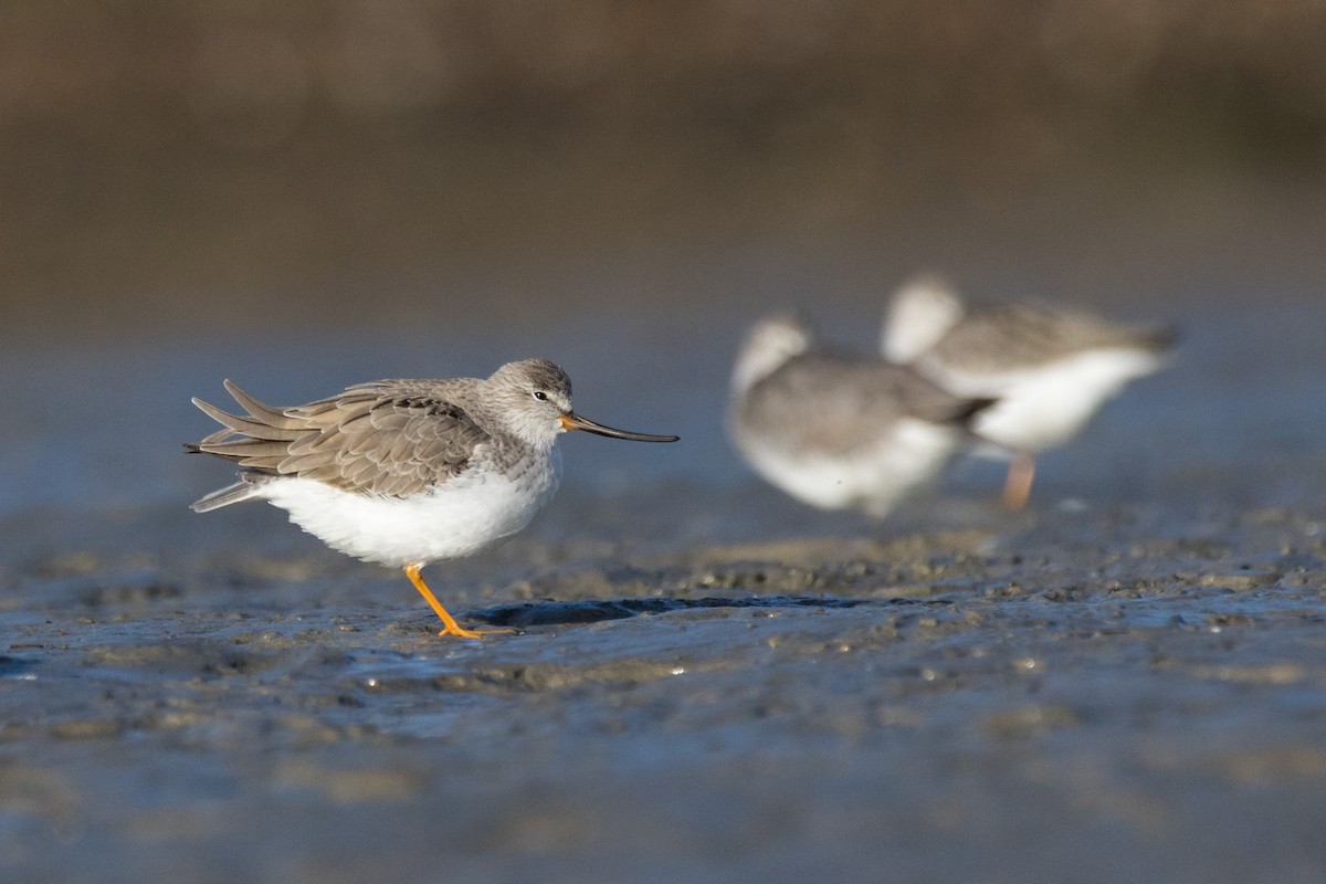 Terek Sandpiper - Steven Pratt