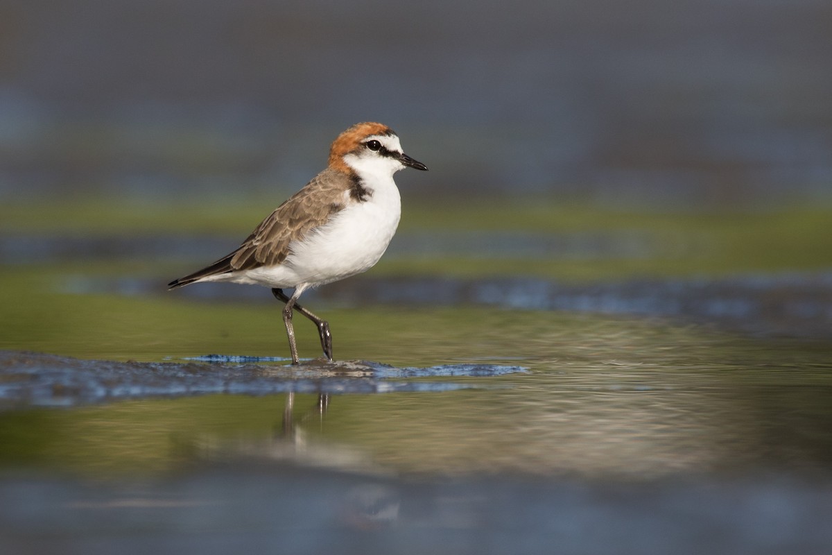 Red-capped Plover - ML91249711