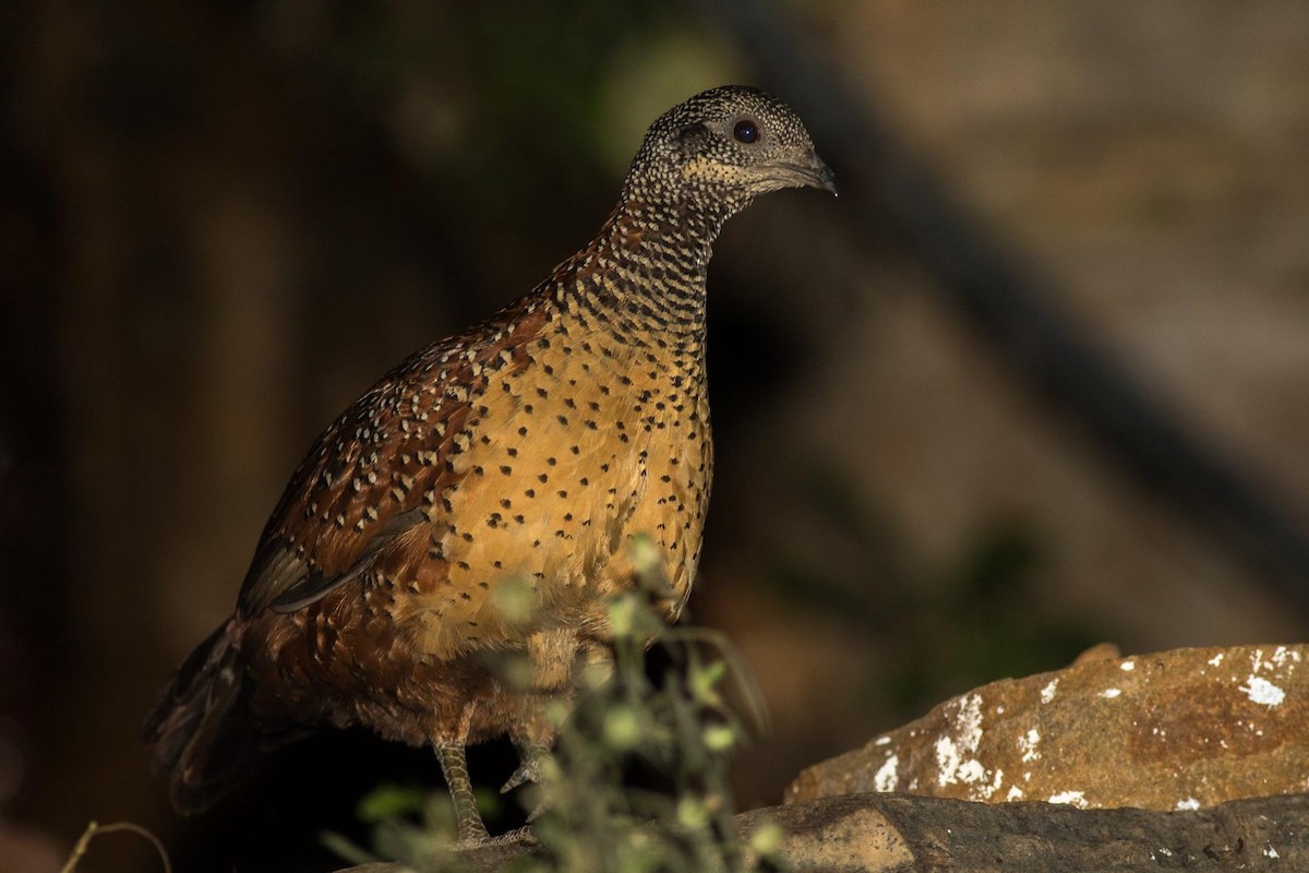 Painted Spurfowl - abhishek ravindra