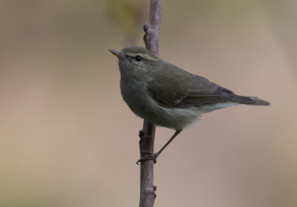 Greenish Warbler - abhishek ravindra