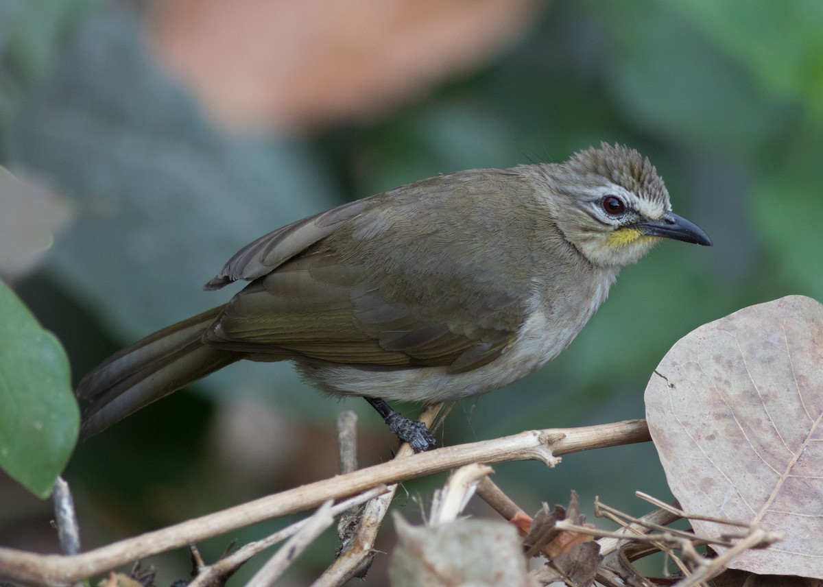 Bulbul à sourcils blancs - ML91249821