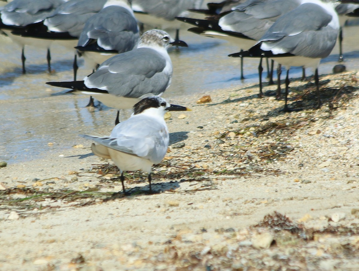 Sandwich Tern - ML91249841