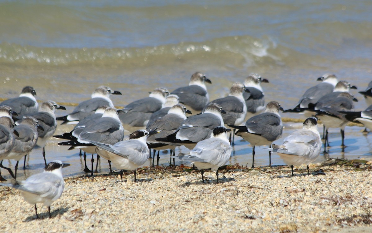 Sandwich Tern - Albert Linkowski