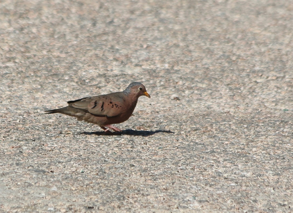 Common Ground Dove - ML91249991